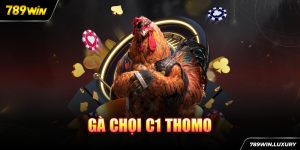 Gà chọi C1 Thomo