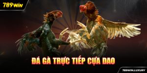 Đá gà trực tiếp cựa dao