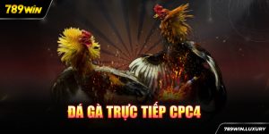 Đá gà trực tiếp CPC4