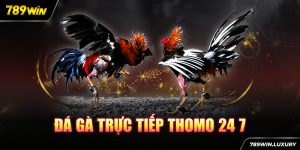 Đá gà trực tiếp thomo 24 7