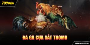 Đá gà cựa sắt thomo