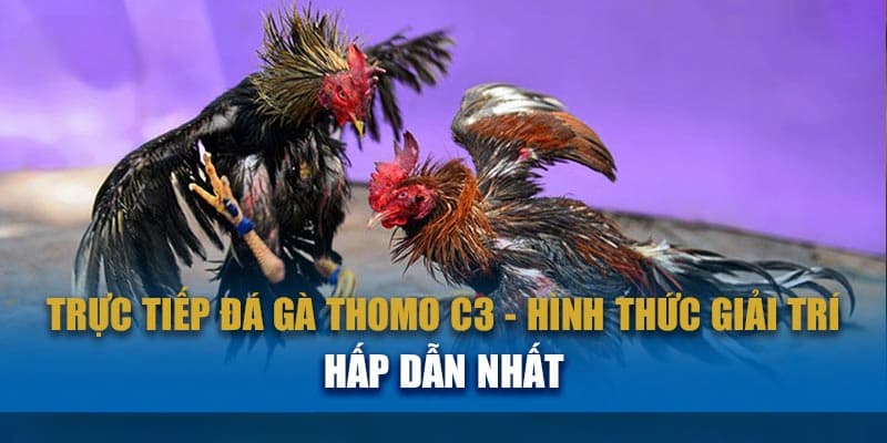 Tìm hiểu về chọi gà thomo c3 là gì? Tại sao được ưa thích