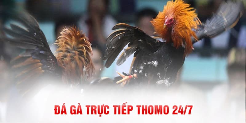 Các hình thức chọi gà thường thấy tại đá gà trực tiếp Thomo là gì?