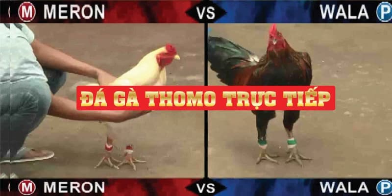 Tìm hiểu đá gà trực tiếp thomo 24 7 là gì?