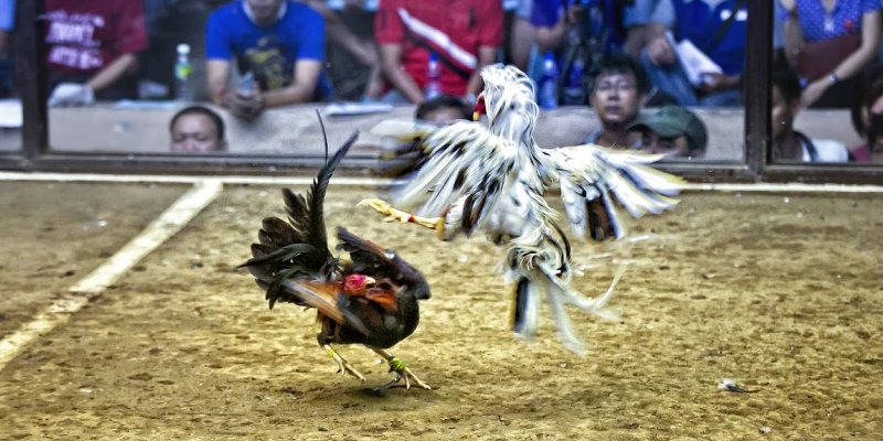 Đá gà cựa dao - Hình thức được theo dõi phổ biến tại trường gà